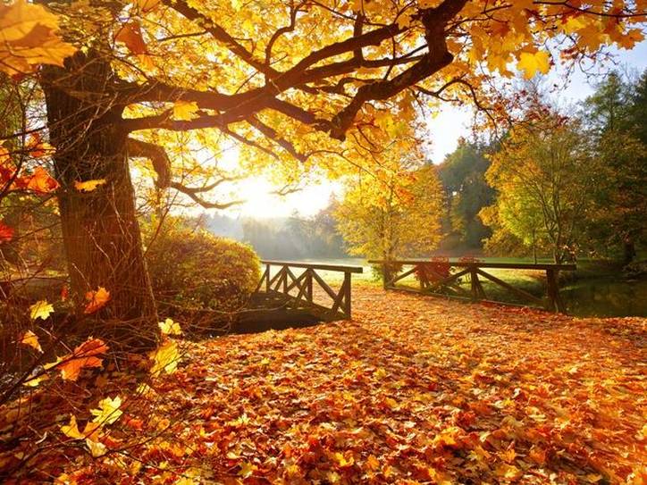 Fall: The most wonderful time of the year - Carrot Stick Sports